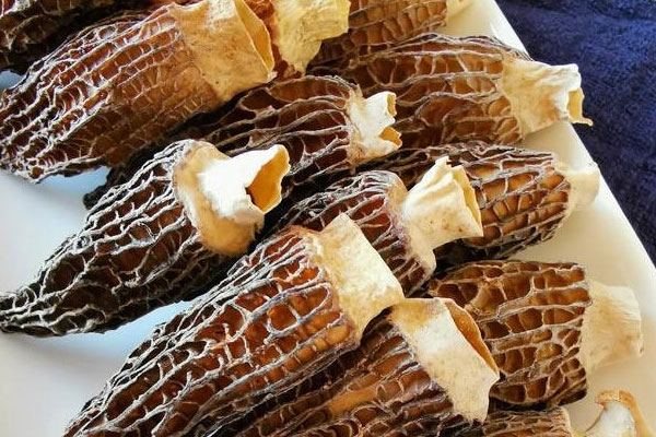 羊肚菌家常紅燒肉的禁忌人群 羊肚菌家常紅燒肉的禁忌人群