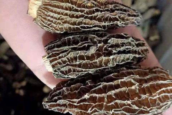 羊肚菌枸杞當(dāng)歸燉烏雞的營養(yǎng)價(jià)值 羊肚菌枸杞當(dāng)歸燉烏雞的營養(yǎng)價(jià)值