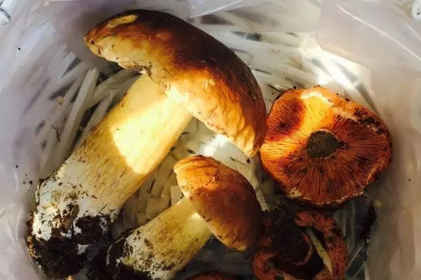 牛肝菌紅茶面片湯的禁忌人群 牛肝菌紅茶面片湯的禁忌人群