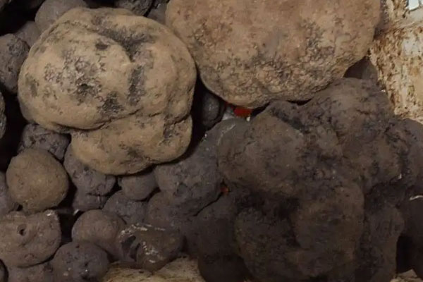 黑松露山藥燉鮑魚(yú)的功效作用 黑松露山藥燉鮑魚(yú)的功效作用