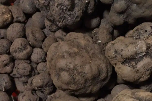 黑松露山藥燉鮑魚(yú)的食用禁忌 黑松露山藥燉鮑魚(yú)的食用禁忌