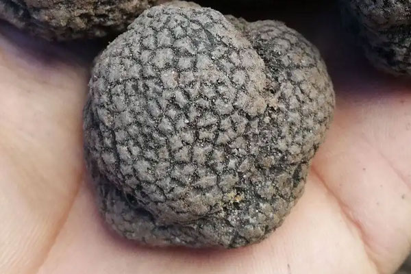 黑松露燴鱸魚的食用禁忌 黑松露燴鱸魚的食用禁忌