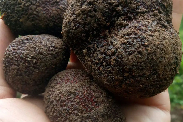 春卷焗黑松露鵝肝酥的營養(yǎng)價值 春卷焗黑松露鵝肝酥的營養(yǎng)價值