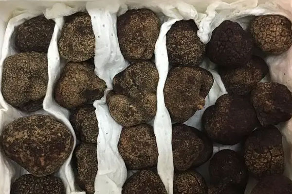 春卷焗黑松露鵝肝酥的食用禁忌 春卷焗黑松露鵝肝酥的食用禁忌