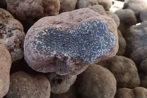 黑松露番茄煎蛋的功效作用 黑松露番茄煎蛋的功效作用