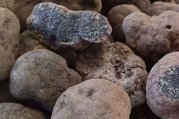 黑松露番茄煎蛋的食用禁忌 黑松露番茄煎蛋的食用禁忌