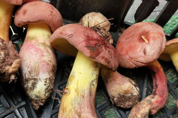 紅牛肝菌有毒嗎，變藍粘蓋牛肝菌能吃嗎