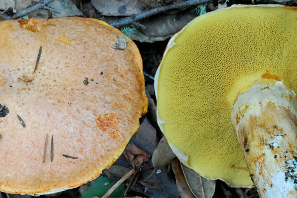 變藍(lán)粘蓋牛肝菌有毒嗎 變藍(lán)粘蓋牛肝菌有毒嗎