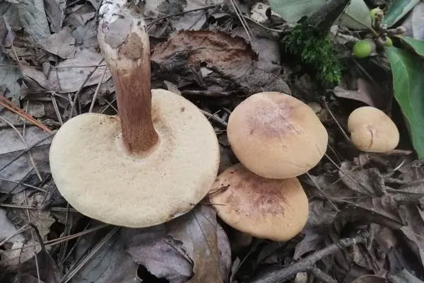 苦粉孢牛肝菌有毒嗎 苦粉孢牛肝菌有毒嗎