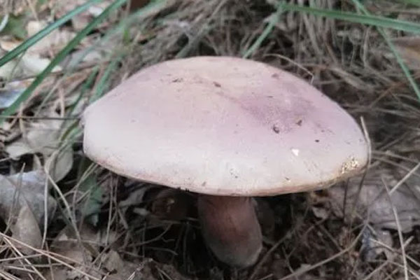 苦粉孢牛肝菌發(fā)苦的原因 苦粉孢牛肝菌發(fā)苦的原因