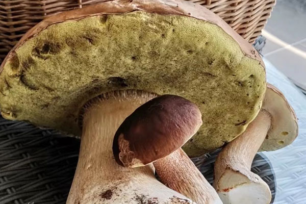 苦粉孢牛肝菌能吃嗎，苦粉孢牛肝菌為什么苦