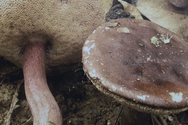 苦粉孢牛肝菌長在松樹林嗎 苦粉孢牛肝菌長在松樹林嗎