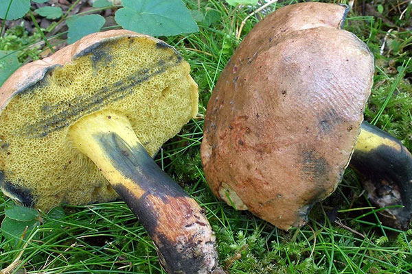 苦粉孢牛肝菌生長在松樹林里嗎，粉被牛肝菌有毒嗎