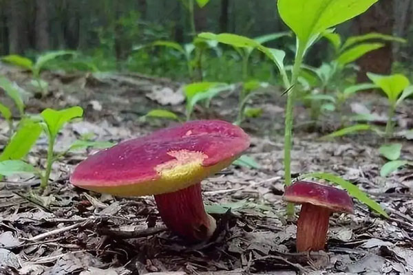 紅絨蓋牛肝菌能吃嗎 紅絨蓋牛肝菌能吃嗎