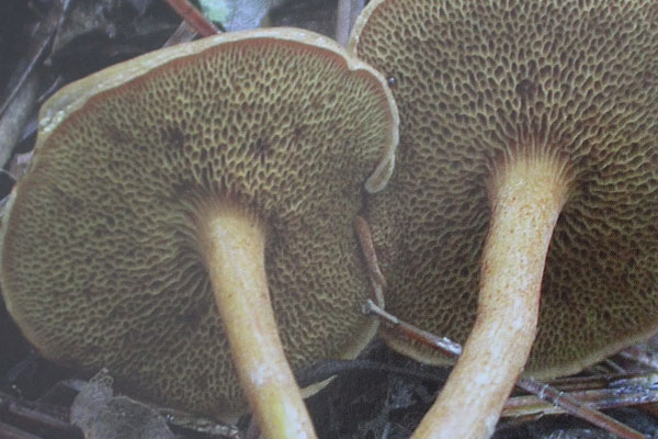 細絨牛肝菌能吃嗎，紅絨蓋牛肝菌有毒嗎