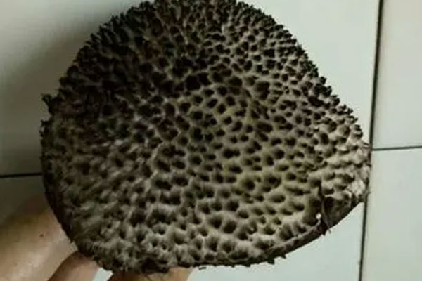 松塔牛肝菌有毒嗎，血紅絨牛肝菌可以吃嗎