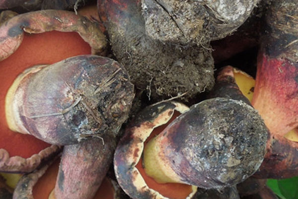 血紅絨牛肝菌有毒嗎 血紅絨牛肝菌有毒嗎