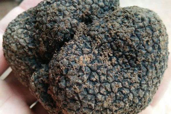 黑松露蝦仁餃子的營(yíng)養(yǎng)價(jià)值 黑松露蝦仁餃子的營(yíng)養(yǎng)價(jià)值