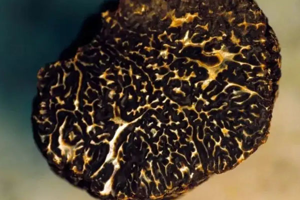 黑松露蝦仁餃子的食用禁忌 黑松露蝦仁餃子的食用禁忌