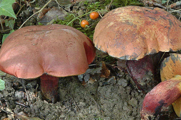 紅腳牛肝菌有毒嗎 紅腳牛肝菌有毒嗎