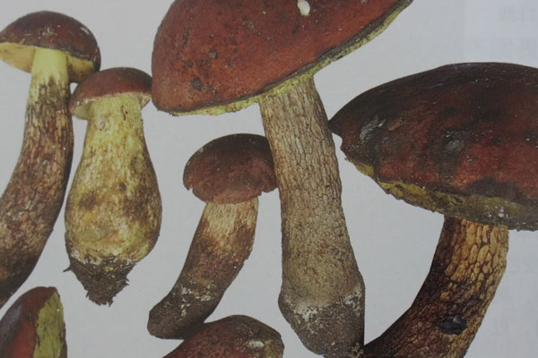 網(wǎng)孢牛肝菌有毒嗎 網(wǎng)孢牛肝菌有毒嗎