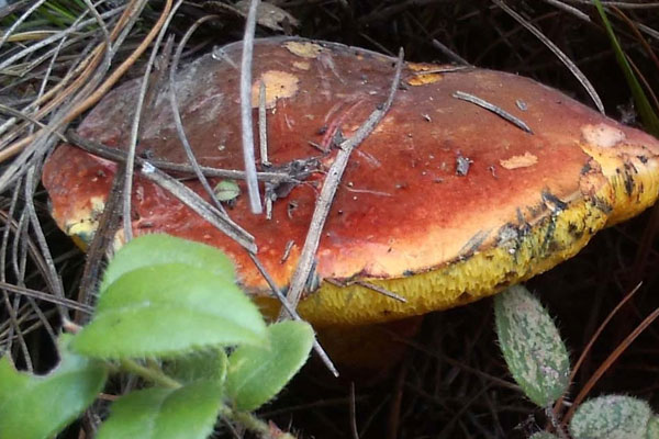 血紅牛肝菌能吃嗎，血紅牛肝菌會變藍(lán)色嗎