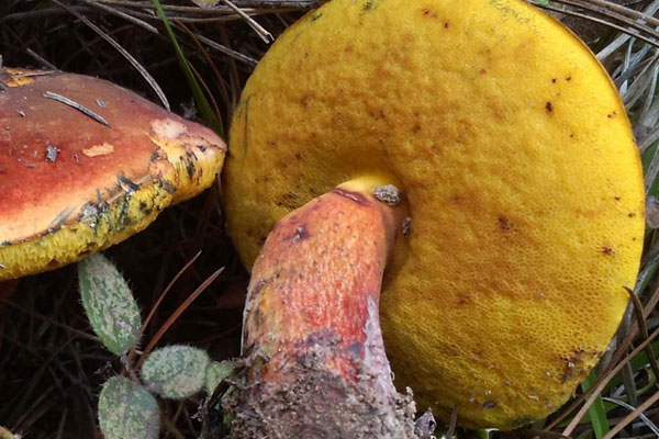 血紅牛肝菌會不會變藍色 血紅牛肝菌會不會變藍色