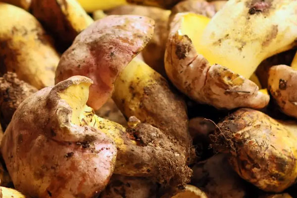 低海拔的地方有牛肝菌嗎 低海拔的地方有牛肝菌嗎