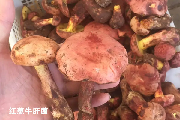 牛肝菌有紅色的嗎，黃色牛肝菌能吃嗎