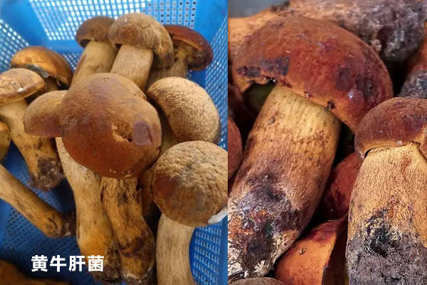 黃色牛肝菌可以吃嗎 黃色牛肝菌可以吃嗎