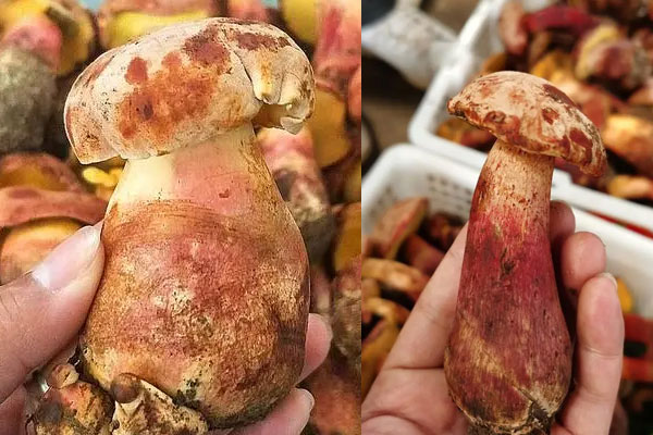 紅蔥牛肝菌能隔夜吃嗎，紅蔥牛肝菌煮多久可以吃