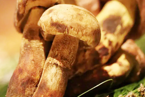 野生牛肝菌容易長(zhǎng)蟲嗎 野生牛肝菌容易長(zhǎng)蟲嗎