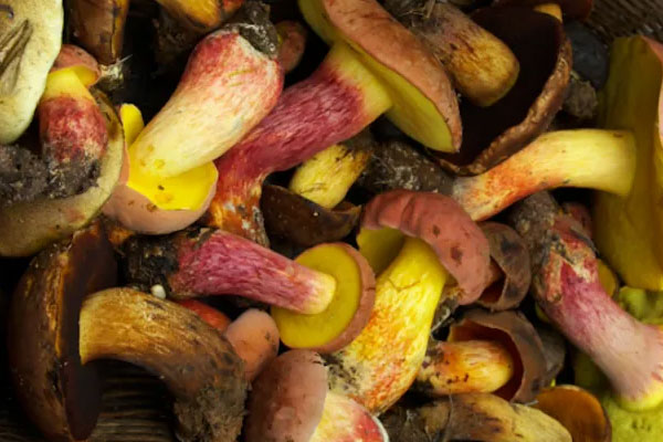 牛肝菌有蟲子可以吃嗎，牛肝菌容易長蟲嗎