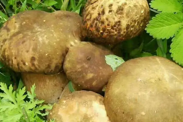 牛肝菌為什么有蟲子，紫紅牛肝菌有毒嗎