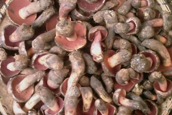 紫紅牛肝菌可以吃嗎 紫紅牛肝菌可以吃嗎