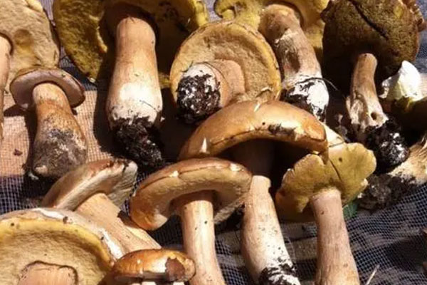 牛肝菌什么季節(jié)有，牛肝菌黑了能吃嗎