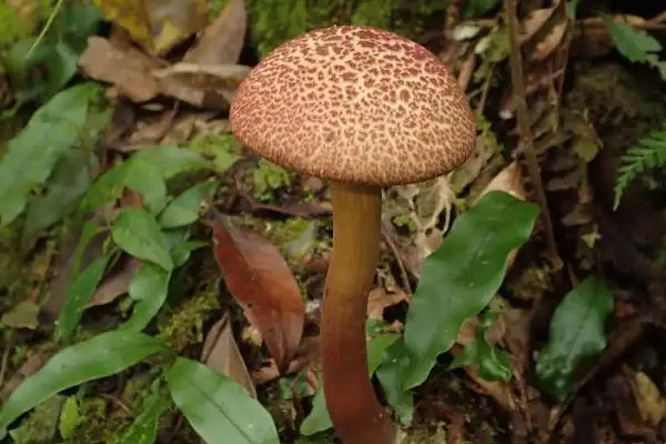 牛肝菌可以燒烤嗎，大孢條孢牛肝菌可以吃嗎