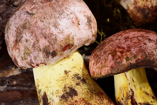 新鮮牛肝菌可以烤嗎 新鮮牛肝菌可以烤嗎