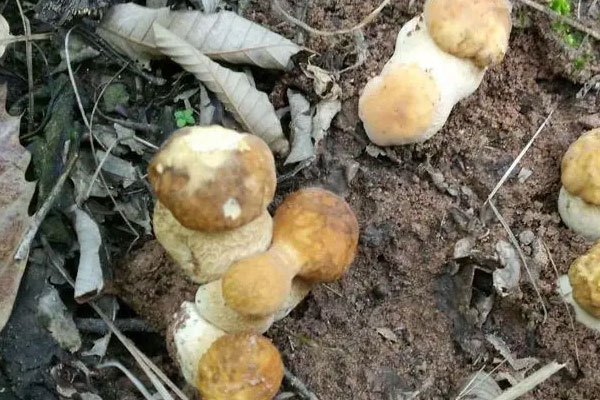 哪里的牛肝菌品種最多 哪里的牛肝菌品種最多