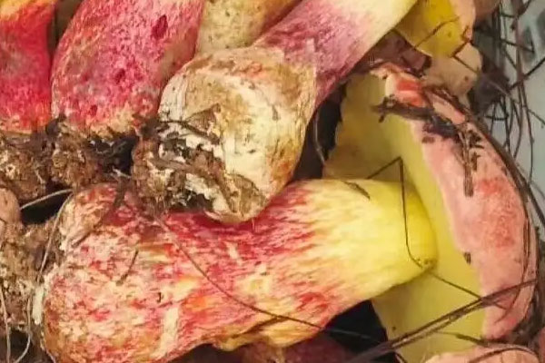 云南牛肝菌有毒嗎，新鮮牛肝菌如何去毒