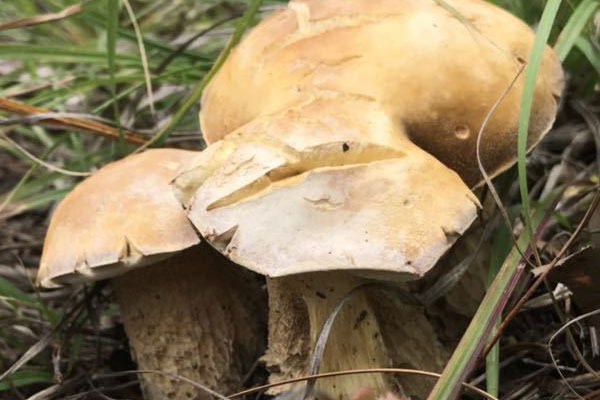 新鮮牛肝菌怎么去毒 新鮮牛肝菌怎么去毒