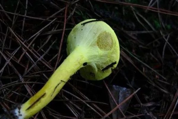 黃粉牛肝菌有毒嗎，見手青是紅蔥牛肝菌嗎