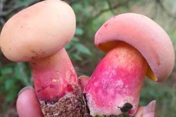 見手青是不是紅蔥牛肝菌 見手青是不是紅蔥牛肝菌