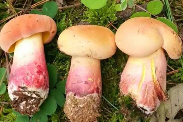 變質(zhì)的牛肝菌可以吃嗎 變質(zhì)的牛肝菌可以吃嗎