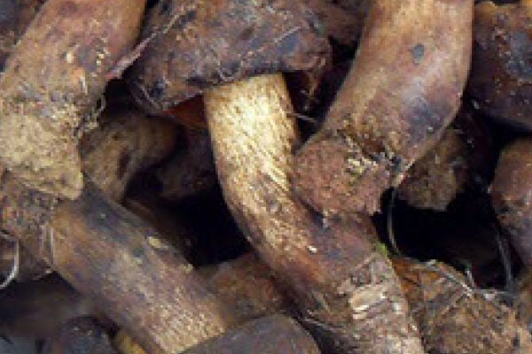 黑牛肝菌有毒嗎，黃牛肝菌有毒嗎