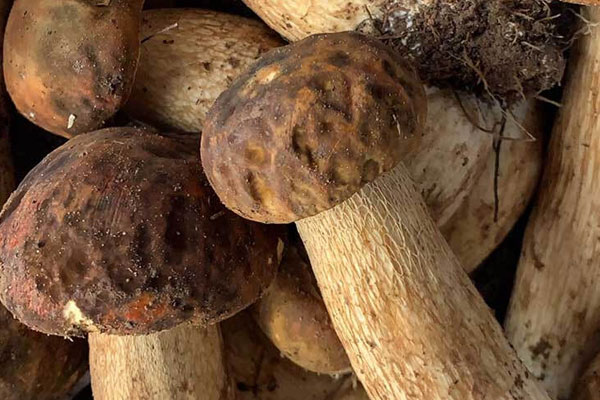 怎么吃牛肝菌安全 怎么吃牛肝菌安全