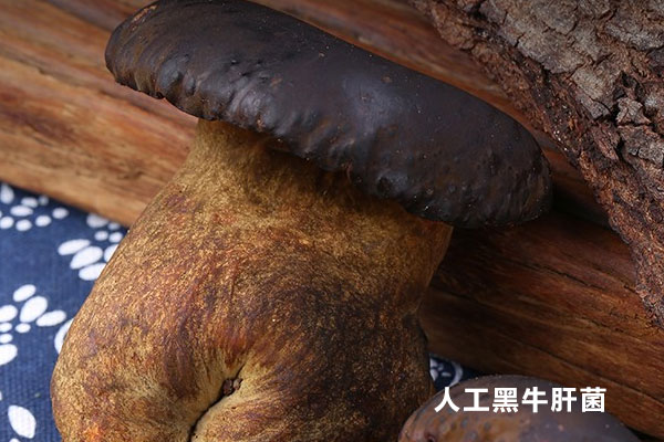牛肝菌可以人工種植嗎，烤牛肝菌多久才熟