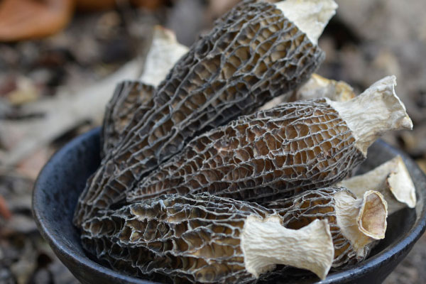 干的羊肚菌容易煮熟嗎 干的羊肚菌容易煮熟嗎