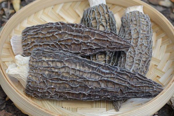 如何確定羊肚菌是不是發(fā)霉 如何確定羊肚菌是不是發(fā)霉