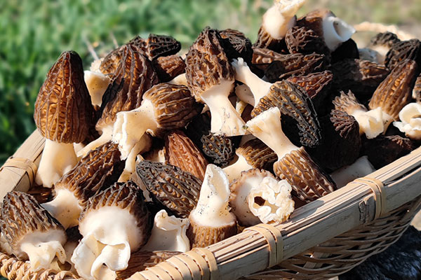 沒長開的羊肚菌可以吃嗎 沒長開的羊肚菌可以吃嗎